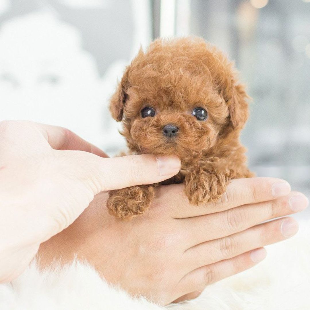 Realistic Robot Puppy – Lifelike Interactive Pet Dog