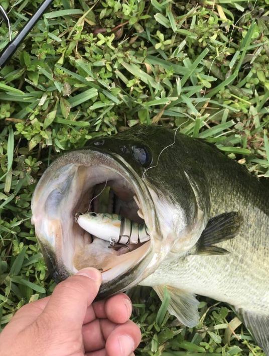 Bionic Fishing Lure Set - Lifelike Soft Baits for Freshwater & Saltwater