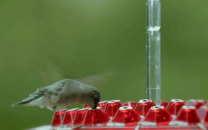 Ant Proof Hummingbird Feeder – Outdoor Hanging with Perch