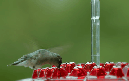 Ant Proof Hummingbird Feeder – Outdoor Hanging with Perch
