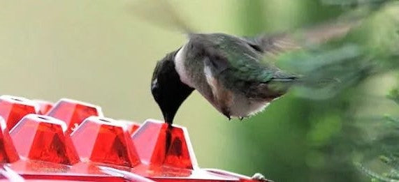 Ant Proof Hummingbird Feeder – Outdoor Hanging with Perch