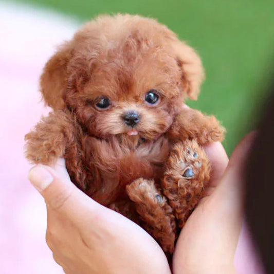 Realistic Robot Puppy – Lifelike Interactive Pet Dog
