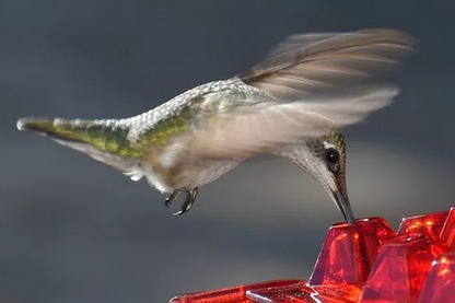 Ant Proof Hummingbird Feeder – Outdoor Hanging with Perch