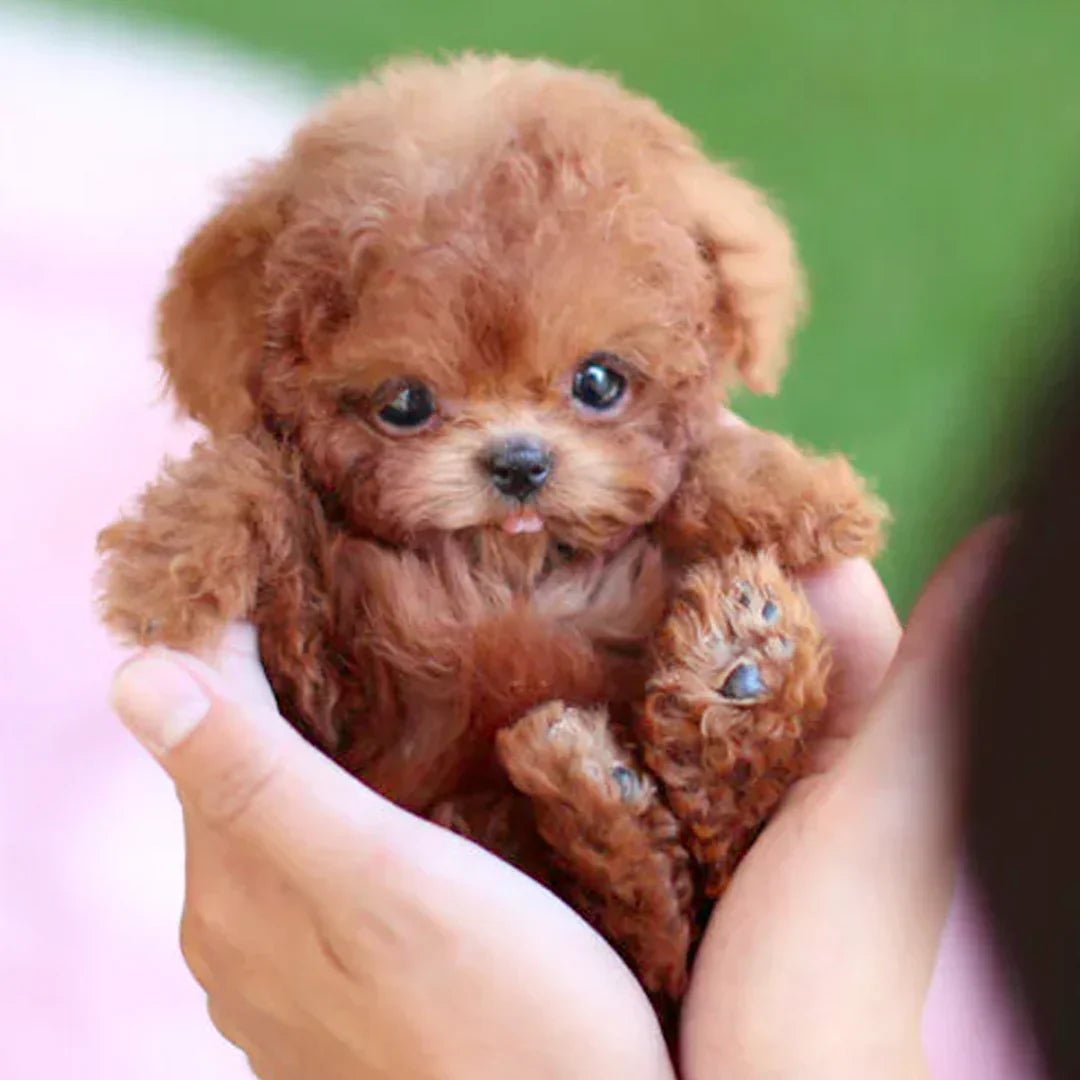 Interactive Plush Dog Toy – Realistic Walking Puppy