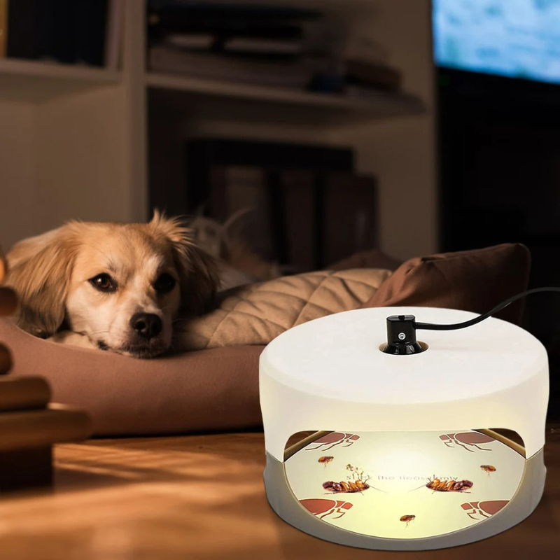 Indoor Bed Bug Trap for Home Protection