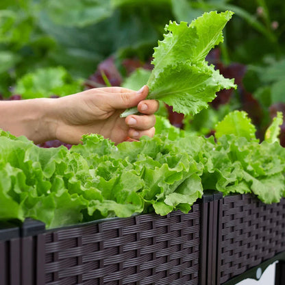 Raised Planting Container – Drainage Propagation Box