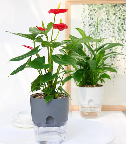 Self-Watering Transparent Planter – Dual Layer Pot