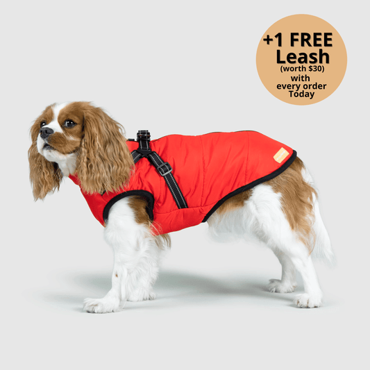 3-in-1 Dog Winter Jacket with Built-In Harness