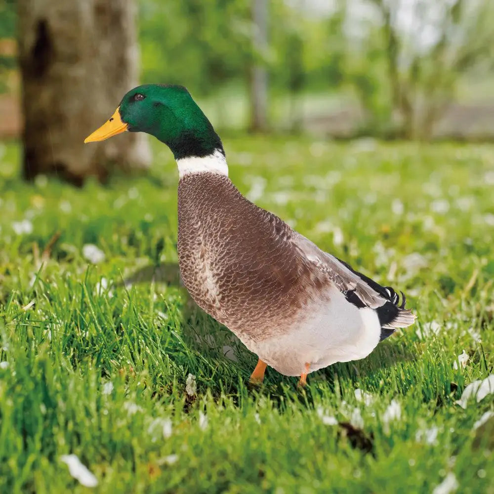 Decorative Outdoor Duck Garden Statue