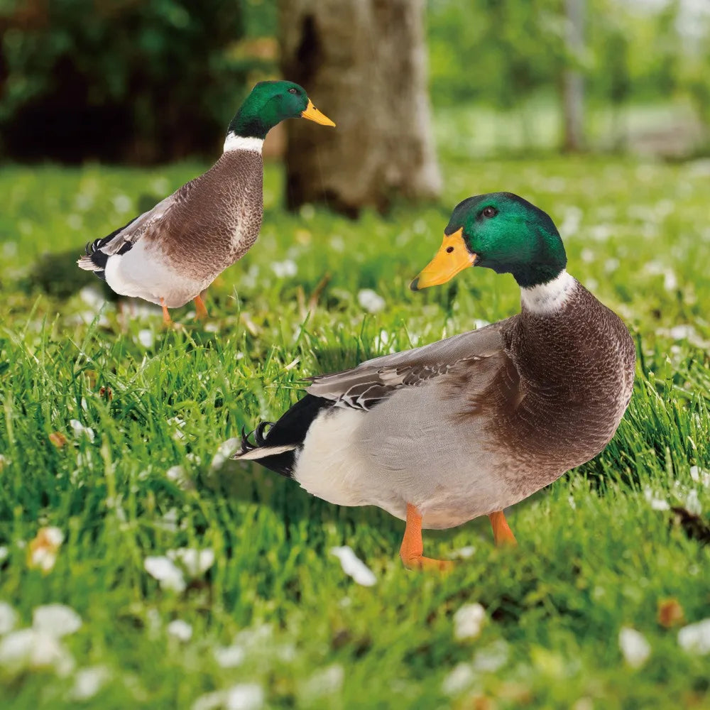 Decorative Outdoor Duck Garden Statue