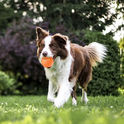 Interactive Dog Fetch Toy - Moving Chase Ball