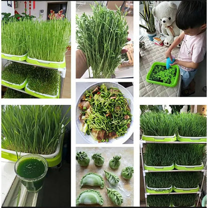Germination Tray 2-Layer System for Microgreens and Sprouts