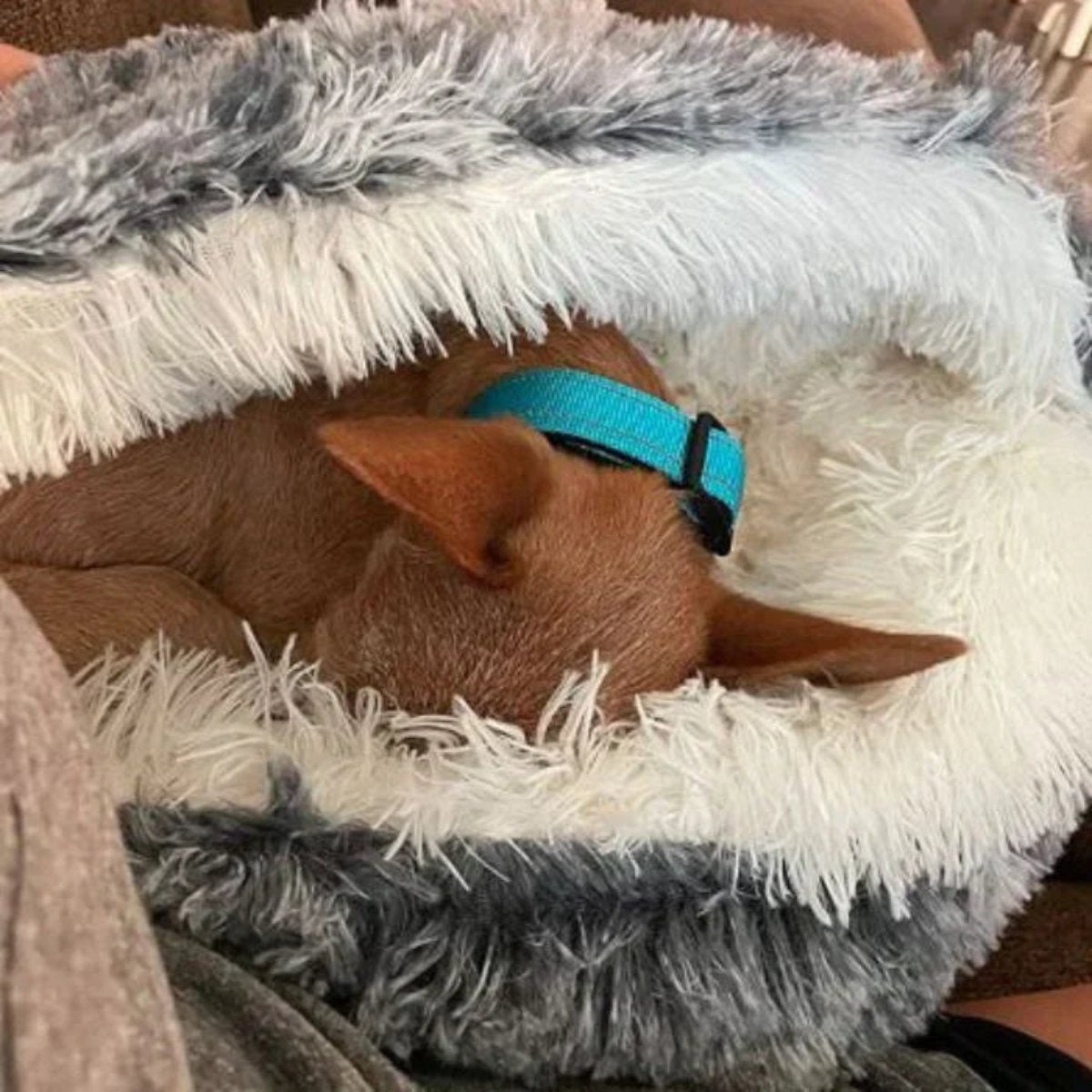 Calming Cave Pet Bed Cozy Hooded Dog Cat Bed