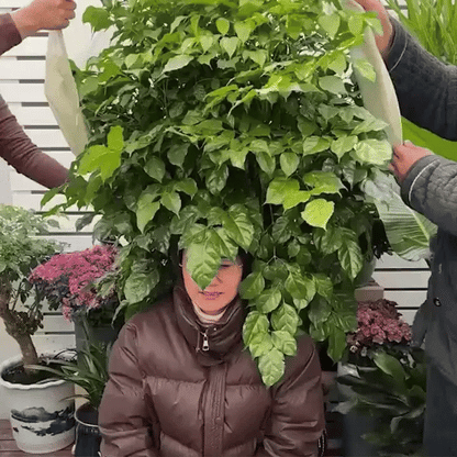 Instant Freeze-Guard Plant Cover image 2