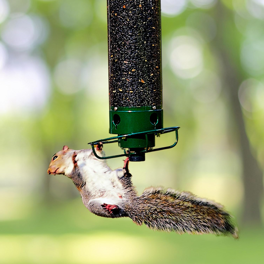 Squirrel-Resistant Bird Feeder