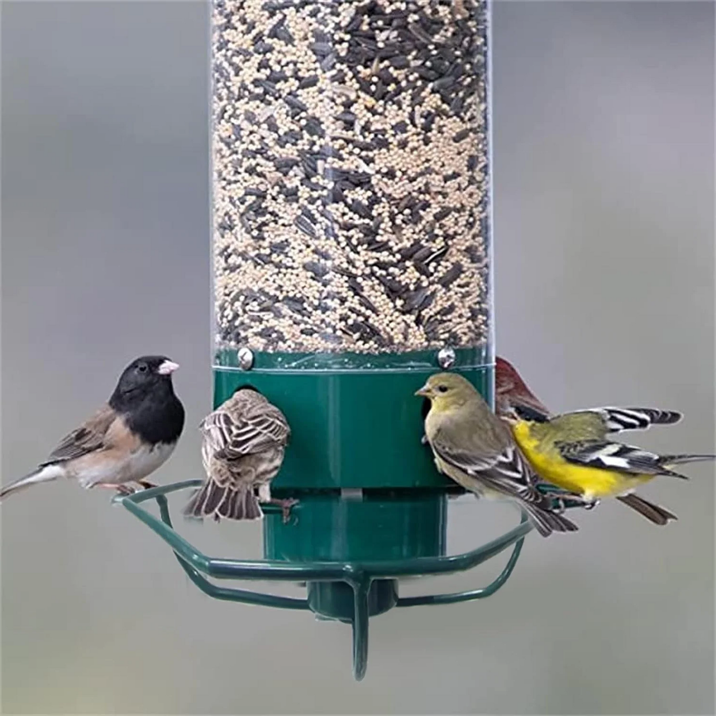 Squirrel-Resistant Bird Feeder