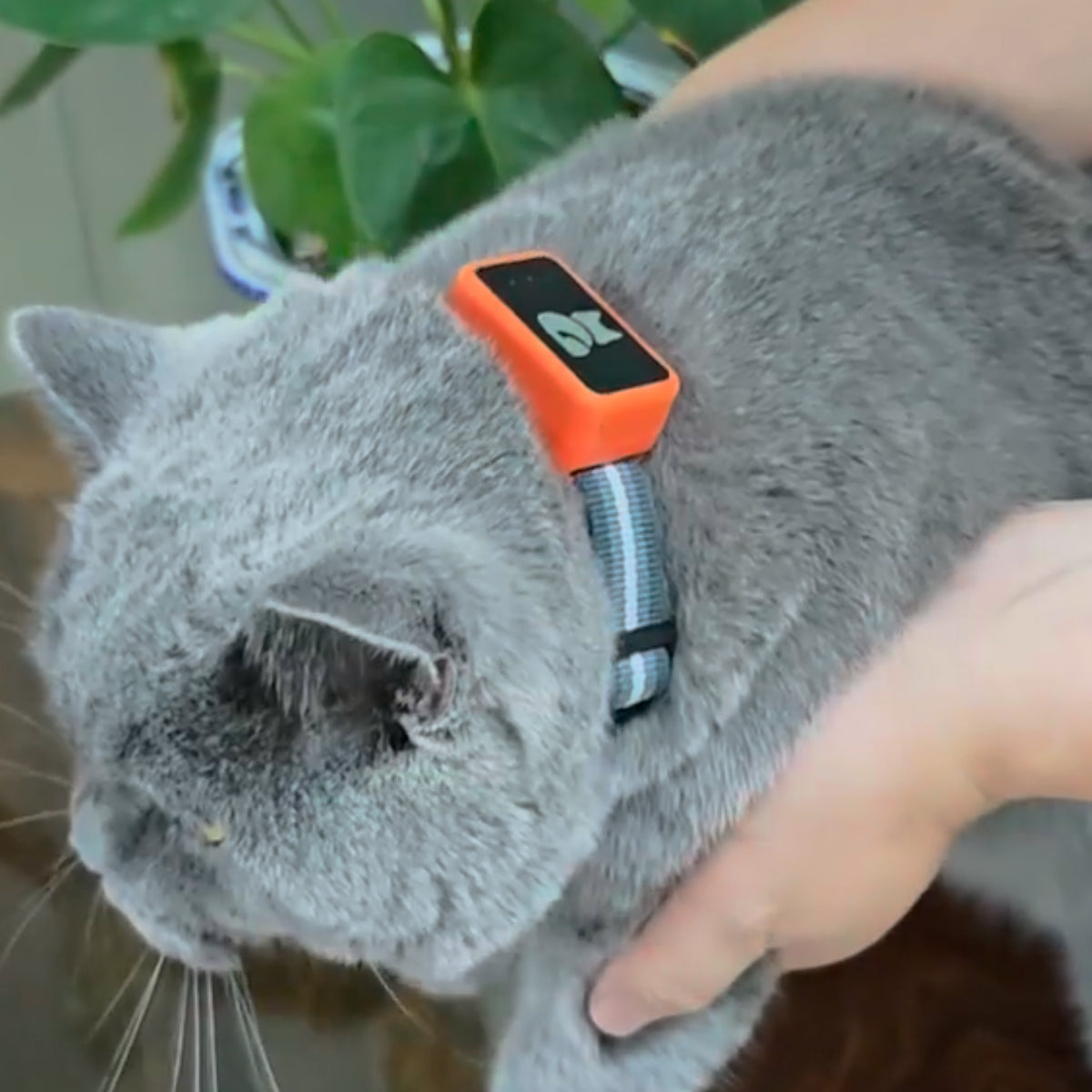 PawiSition No Subscription Cat GPS Tracker & Health Monitor