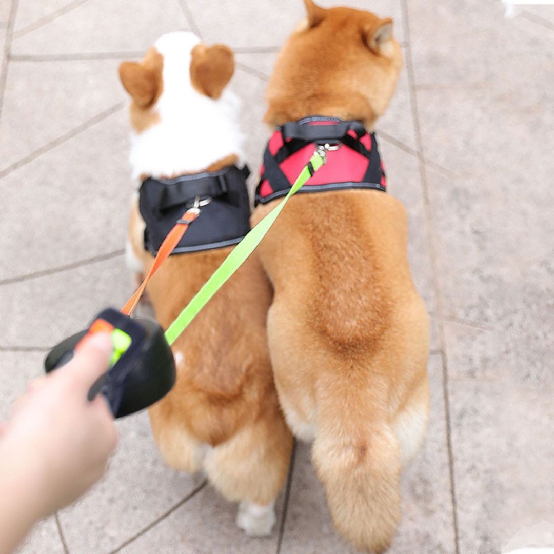 Anti-Tangle Double Dog Leash for Walking